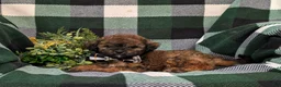 Shihpoo dogs for sale: Colton Hypoallergenic - Ad 5
