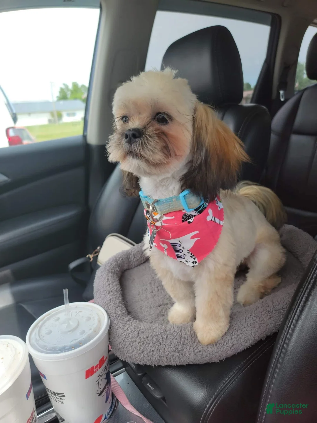 Shihpoo dogs for sale: Shihpoo Puppy 2 female - Ad 2