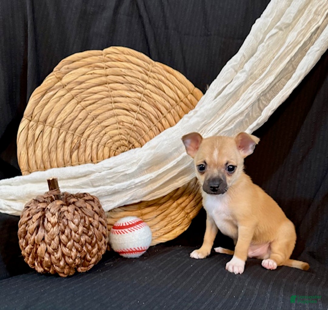 Chihuahua dogs for sale: Faris - Ad 6