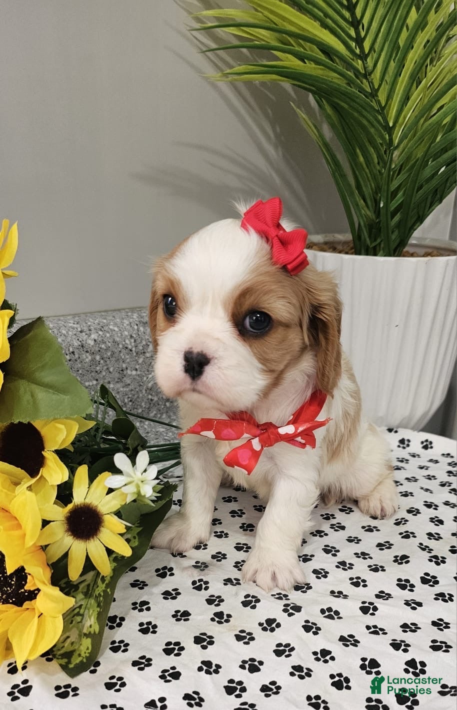 Cavalier King Charles Spaniel dogs for sale: ♥️SWEET HARPER♥️ - Ad 1
