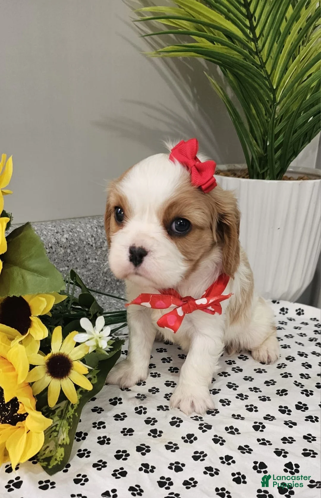Cavalier King Charles Spaniel dogs for sale: ♥️SWEET HARPER♥️ - Ad 1