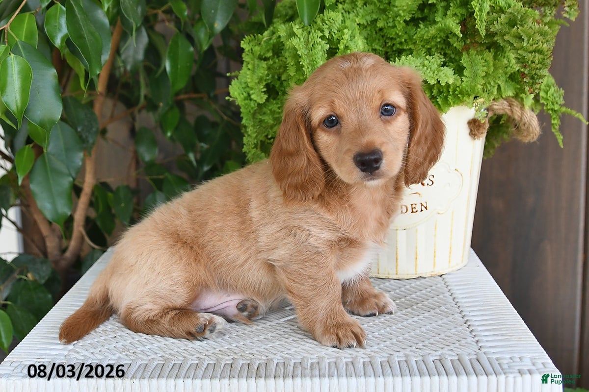Miniature Dachshund dogs Smith - Ad 2