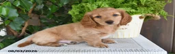 Miniature Dachshund dogs for sale: Smith - Ad 2