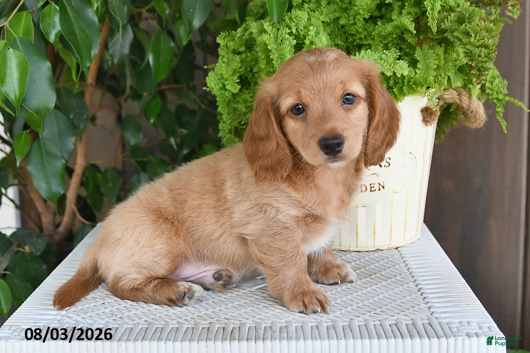 Miniature Dachshund dogs for sale: Smith - Ad 2