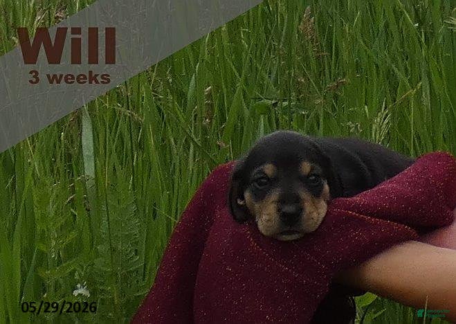 Dachshund dogs Will  - Ad 1