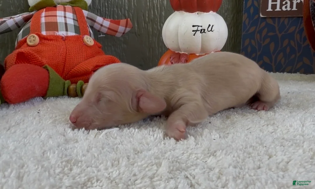 Miniature Dachshund dogs for sale: Denver  - Ad 2