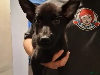 German Shepherd dogs Minnie Mouse 🤍 - Ad 28