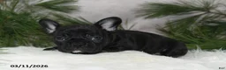 Frenchton dogs for sale: Franci - Ad 4