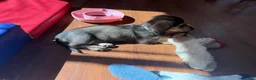 Dachshund dogs for sale: Landon  - Ad 3