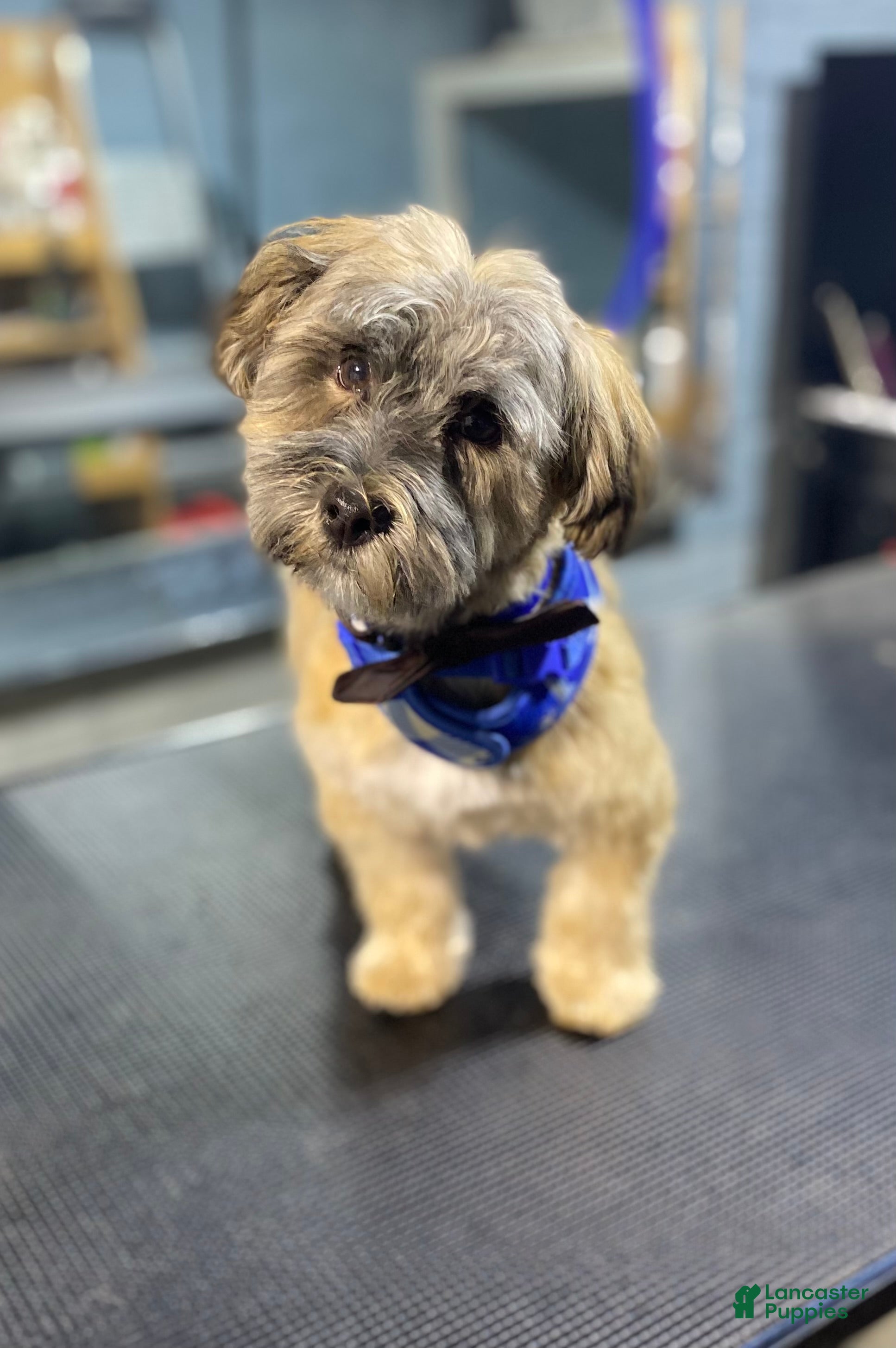 Havanese dogs for sale: Havanese Puppy 1 - Ad 1