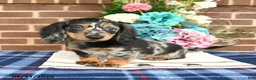 Miniature Dachshund dogs for sale: Lynn - Ad 5