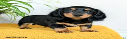 Miniature Dachshund dogs for sale: Cade  - Ad 1