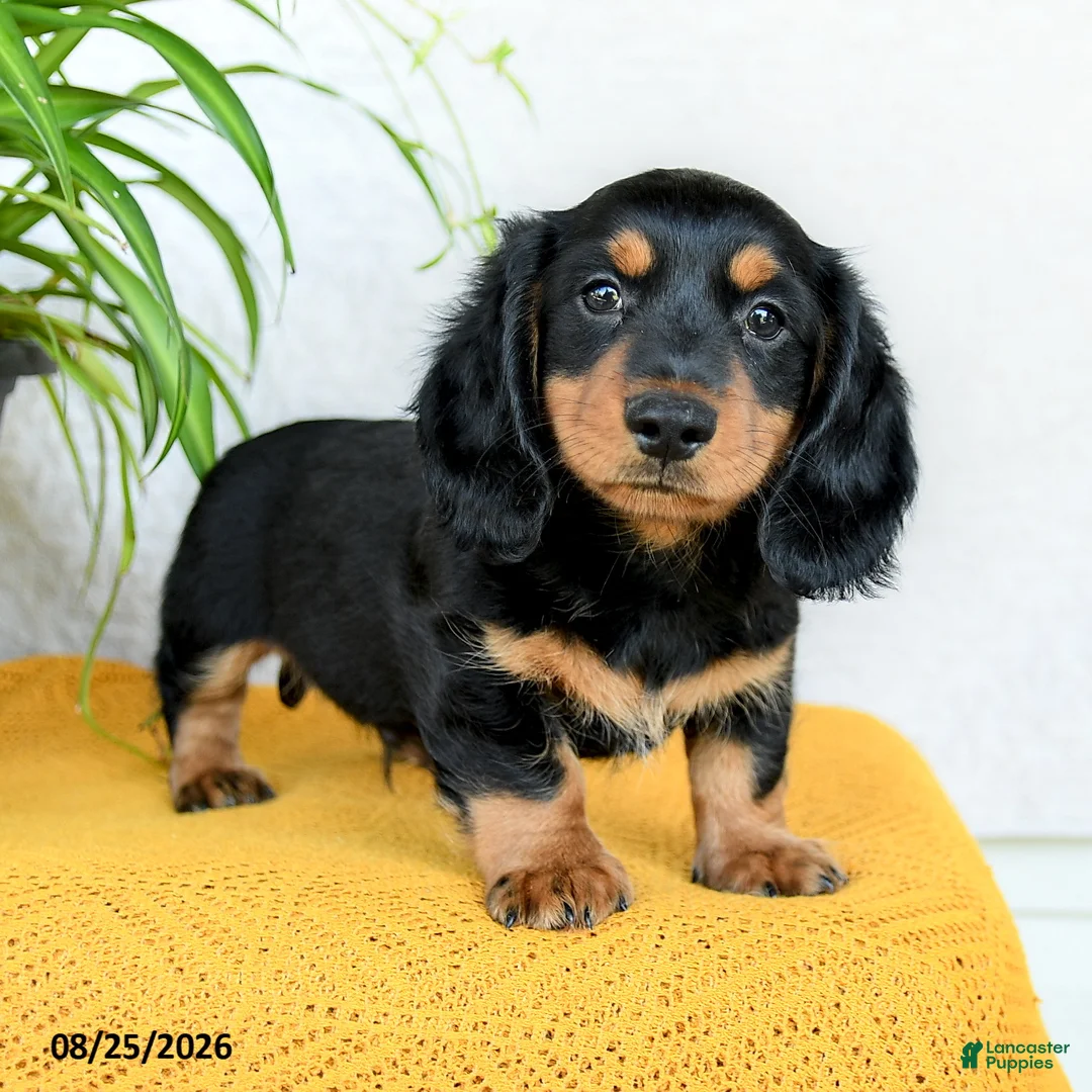 Miniature Dachshund dogs for sale: Cade  - Ad 1