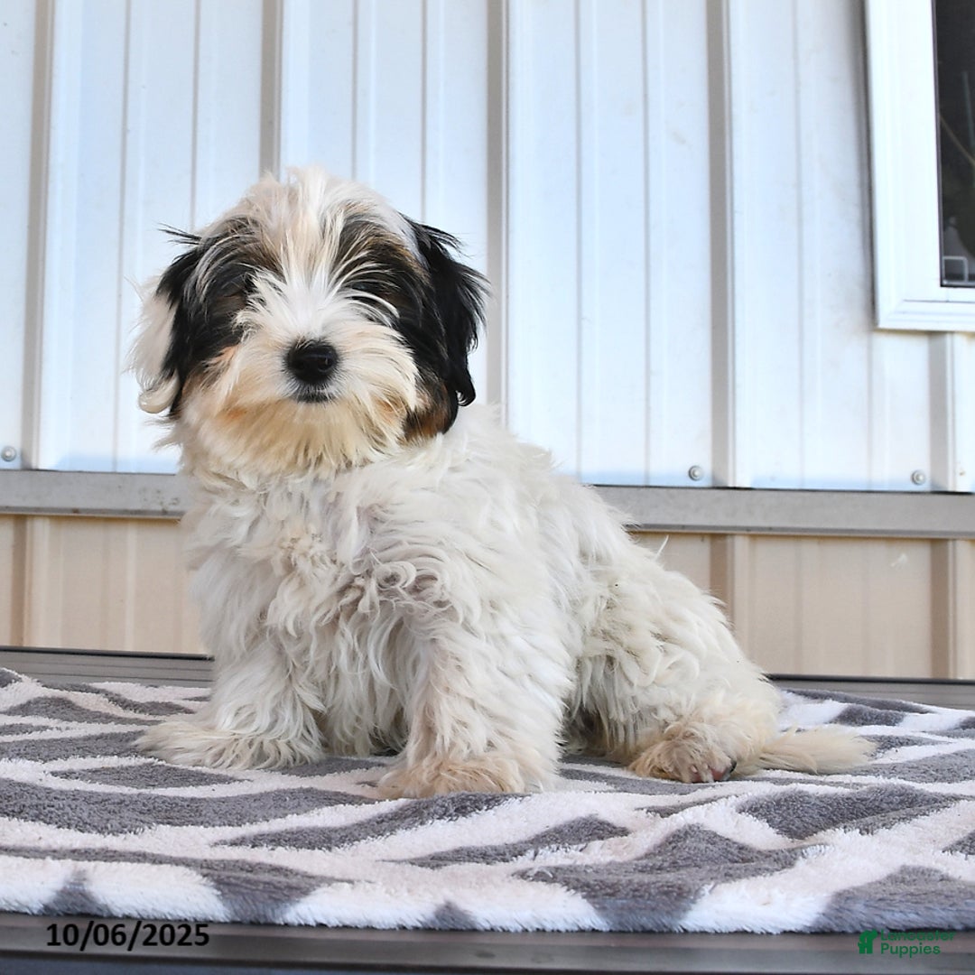 Biewer Terrier dogs for sale: Mervin - Ad 6