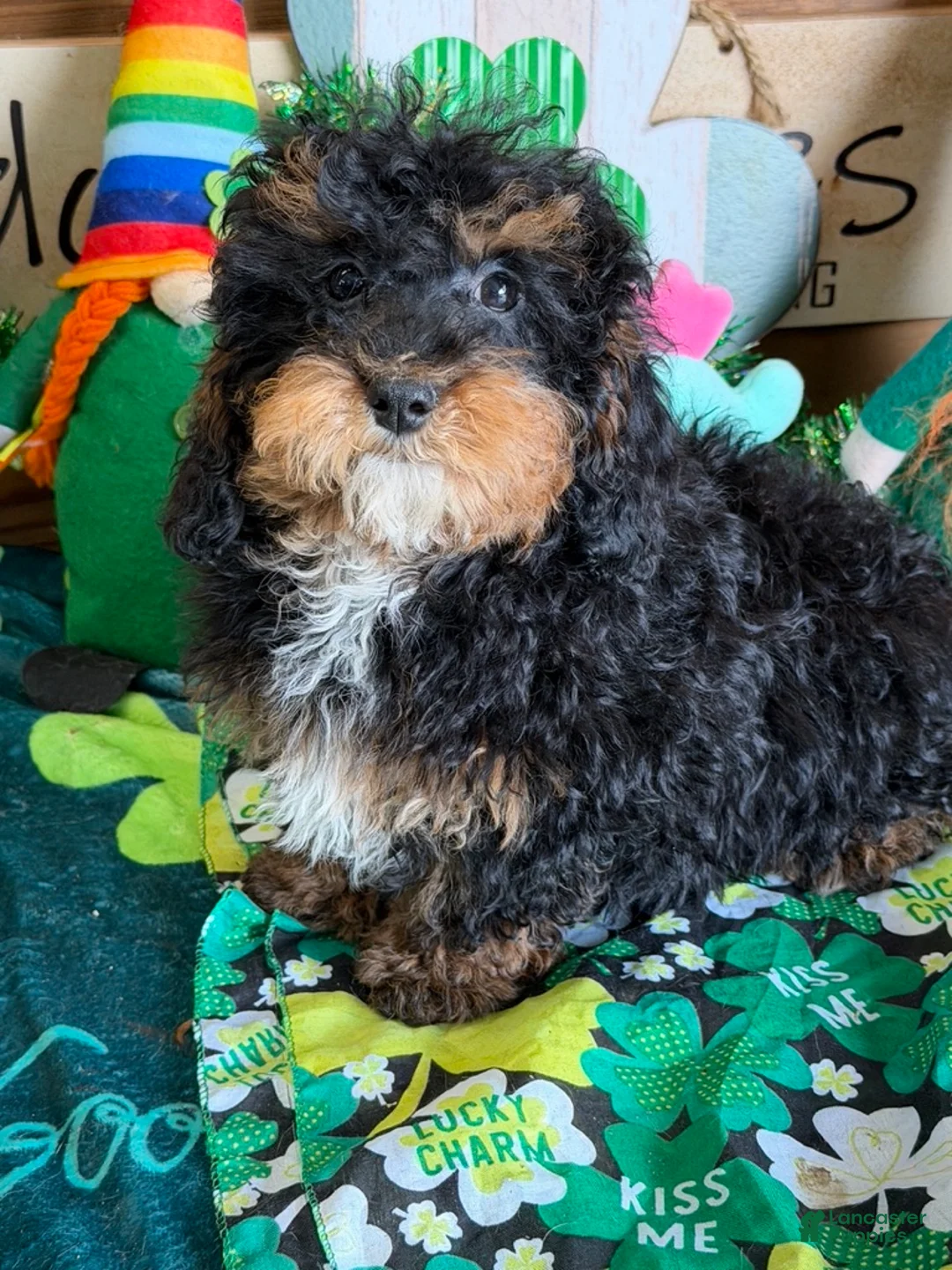 Cockapoo dogs for sale: Tessa - Ad 2
