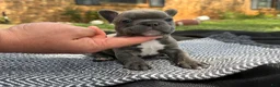 French Bulldog dogs for sale: Brock - Ad 1