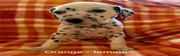 Dalmatian dogs for sale: Orange - Ad 1