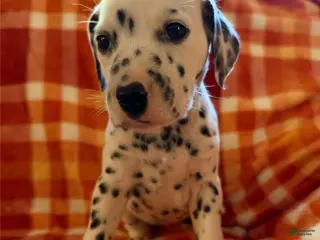 Dalmatian dogs Orange - Ad 37