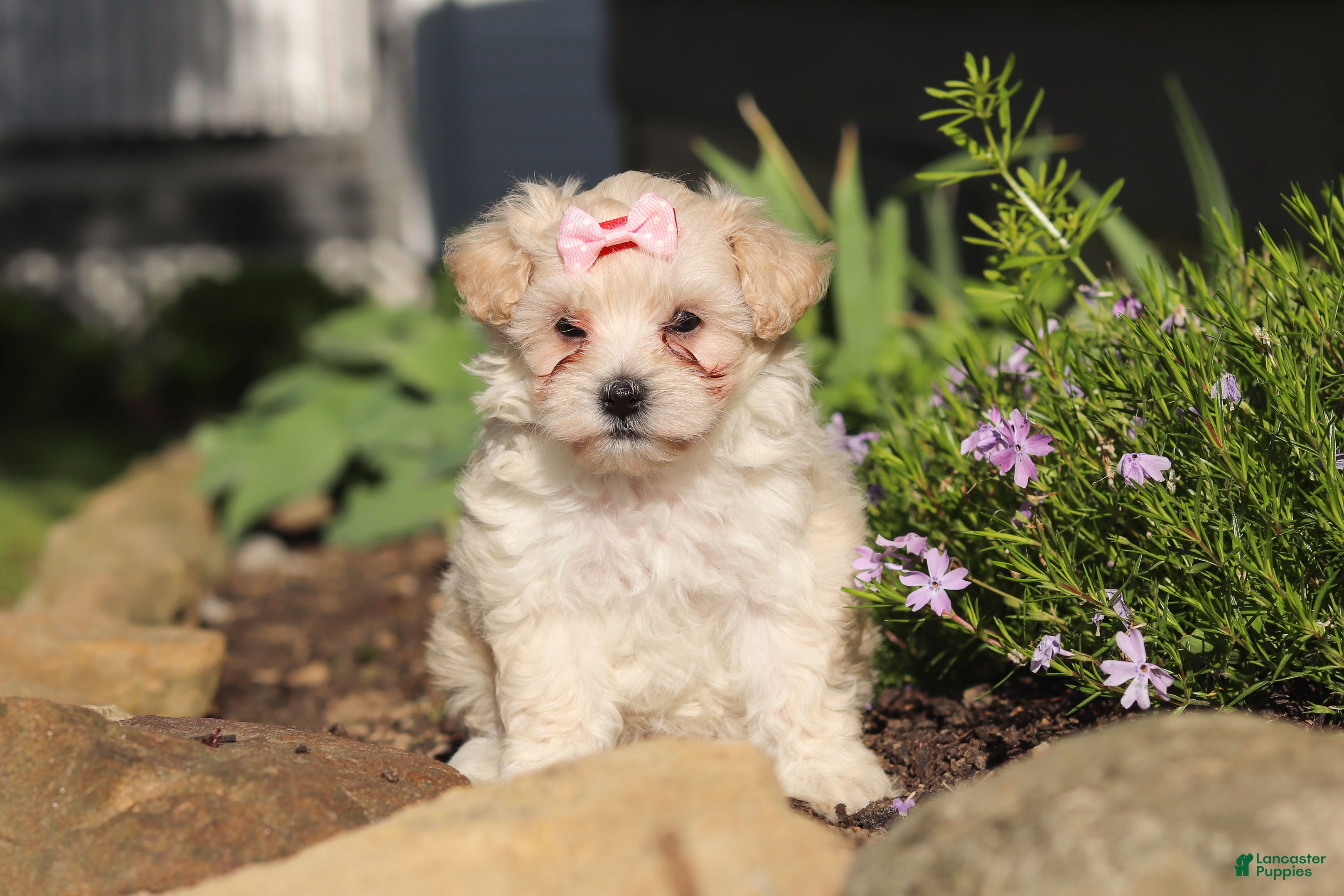 Maltipoo dogs Ana - Ad 1