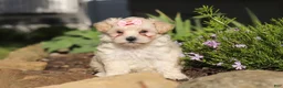 Maltipoo dogs for sale: Ana - Ad 1