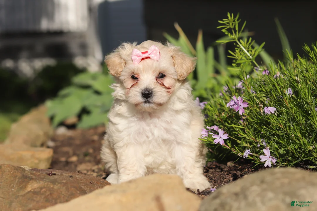 Maltipoo dogs for sale: Ana - Ad 1