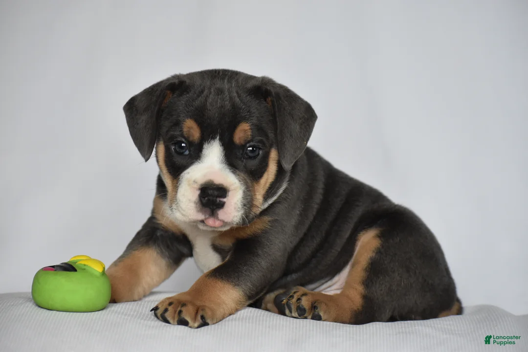 Beabull dogs for sale: Liam - Ad 2