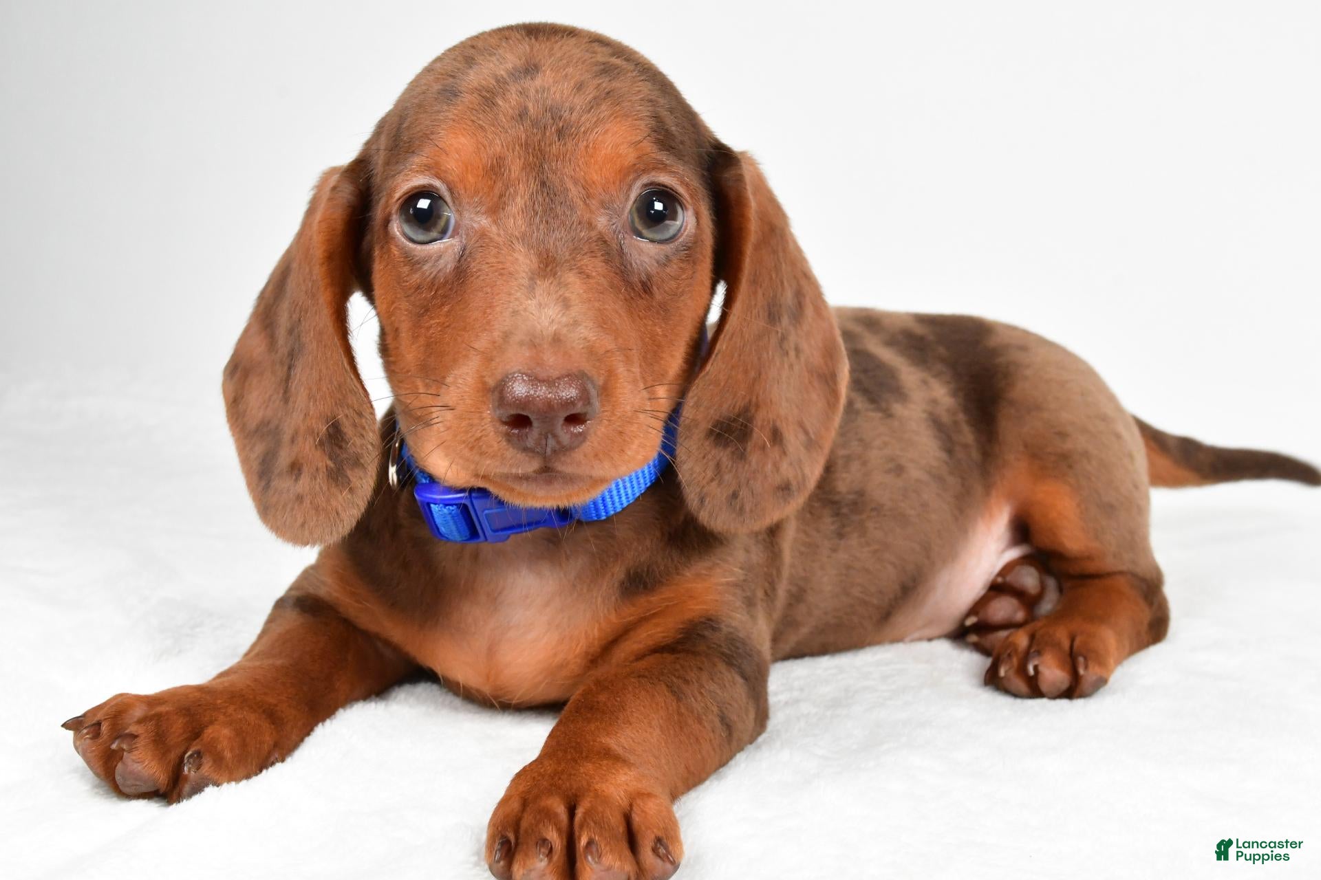 Miniature Dachshund dogs Asher - Ad 1