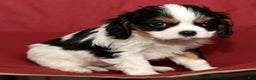 Cavalier King Charles Spaniel dogs for sale: Benji - Ad 9