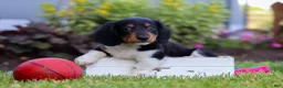 Miniature Dachshund dogs for sale: Hudson - Ad 5