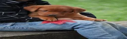 Labrador Retriever dogs for sale: Autumn - Ad 1
