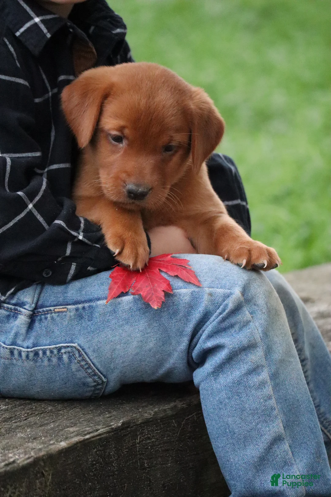 Labrador Retriever dogs for sale: Autumn - Ad 1