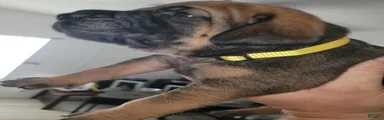 Mixed Breed 2