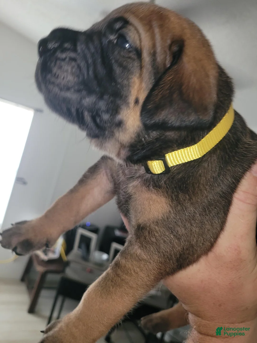 Mixed Breed dogs for sale: Mixed Breed 2 - Ad 1