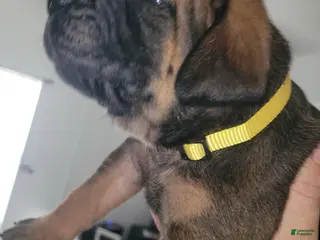 Mixed Breed dogs Mixed Breed 2 - Ad 34