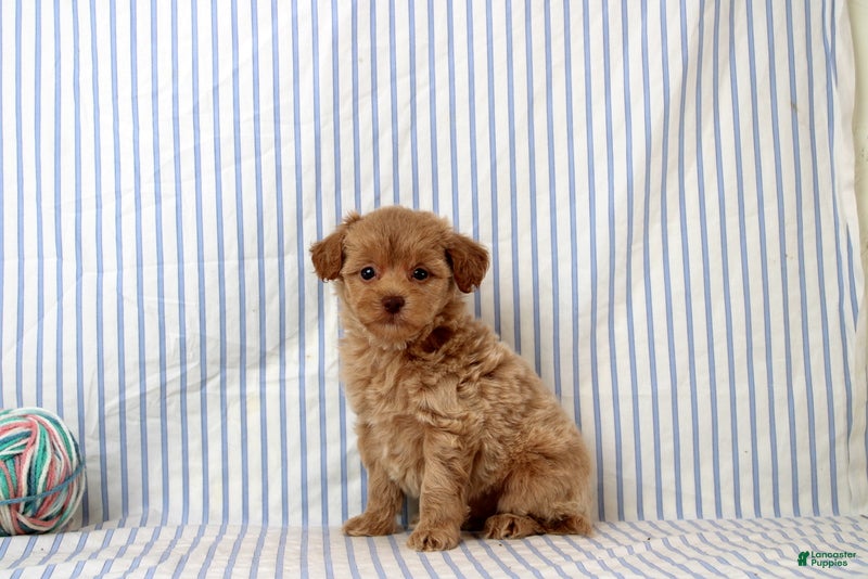 Shihpoo dogs Preston - Ad 2