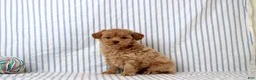 Shihpoo dogs for sale: Preston - Ad 2