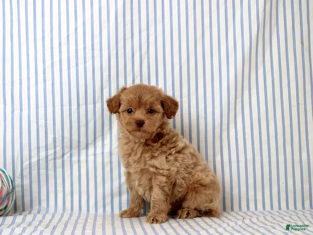 Shihpoo dogs for sale: Preston - Ad 2