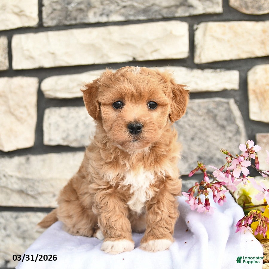 Maltipoo dogs Buddy  - Ad 1