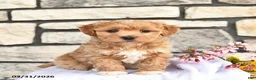 Maltipoo dogs for sale: Buddy  - Ad 1