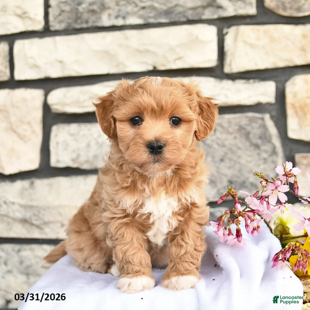 Maltipoo dogs for sale: Buddy  - Ad 1
