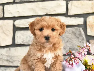 Maltipoo dogs for sale: Buddy - Ad 3