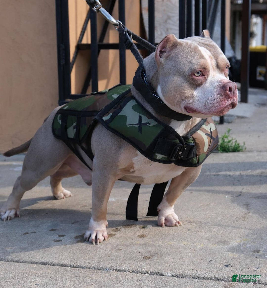 American Bully dogs for sale: Linda - Ad 11