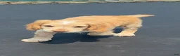 English Cocker Spaniel dogs for sale: Boy - Ad 2