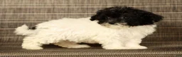 Havapoo dogs for sale: Twinkle - Ad 4