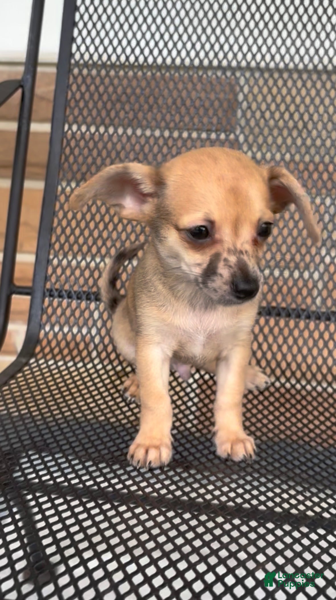 Chiweenie dogs Hairy Paw-ter - Ad 1