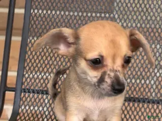 Chiweenie dogs for sale: Hairy Paw-ter - Ad 1