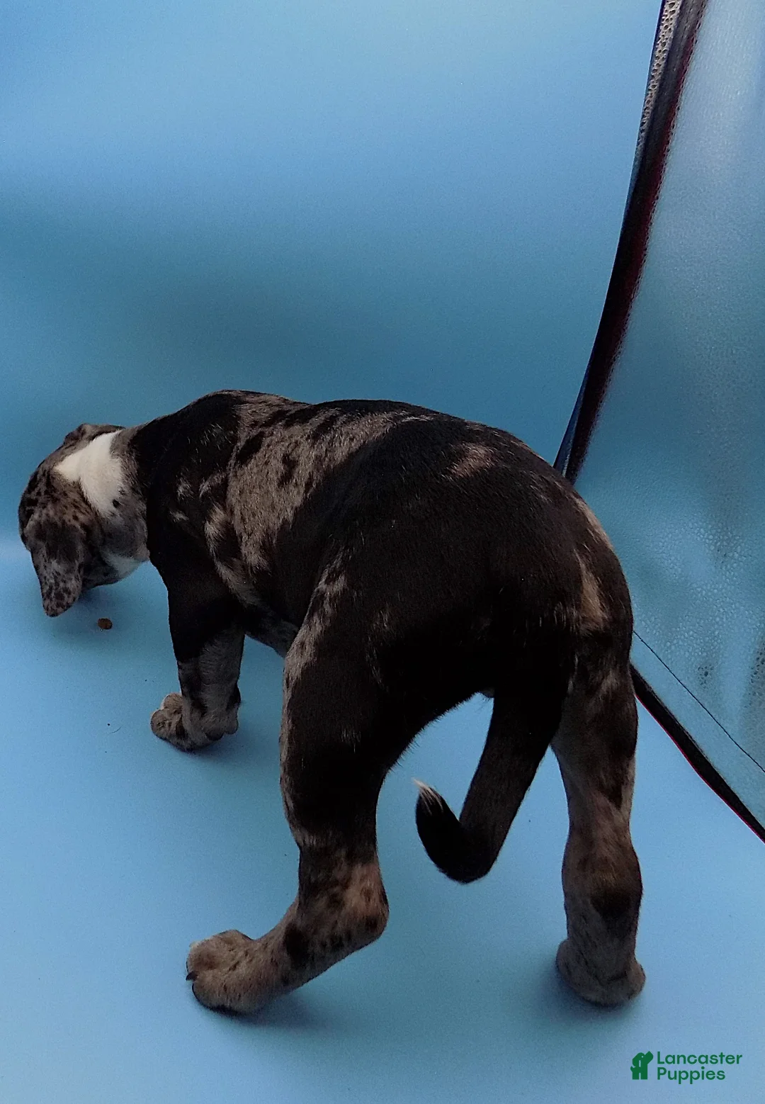 Mixed Breed dogs for sale: Minnie Mouse - Ad 8