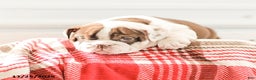 English Bulldog dogs for sale: Reba - Ad 6