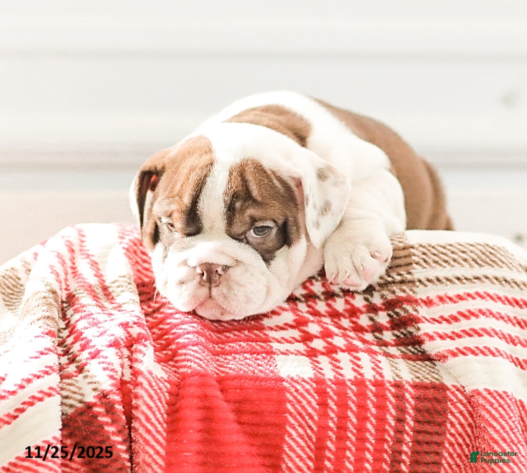 English Bulldog dogs for sale: Reba - Ad 6
