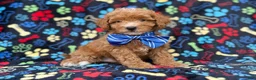 Cavapoo dogs for sale: Artie - Ad 9